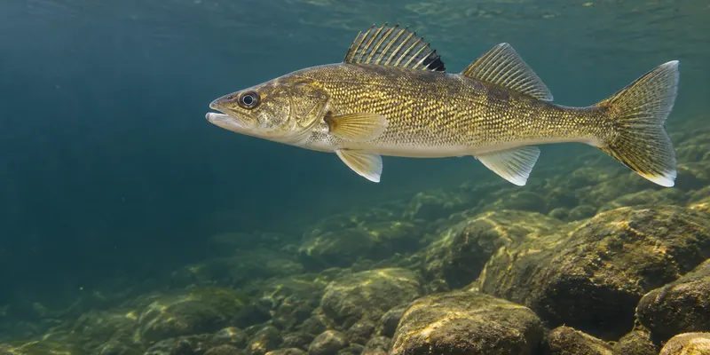 A golden-olive walleye swimming above a rocky freshwater bottom.
